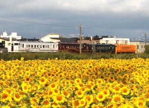 ひまわり畑と４色の列車の写真