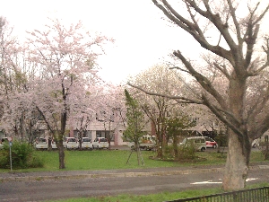 いさ鉄沿線の桜の写真