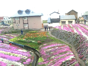 道南いさりび鉄道沿線の芝桜の写真