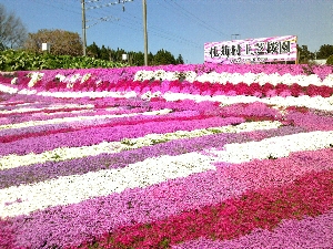 札苅村上芝桜園の写真