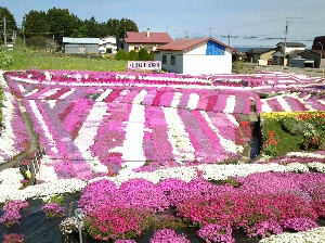 札苅村上芝桜園の写真