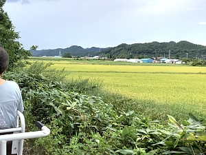 道南トロッコ鉄道の景色の写真