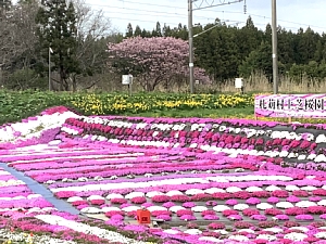 札苅村上芝桜園の写真