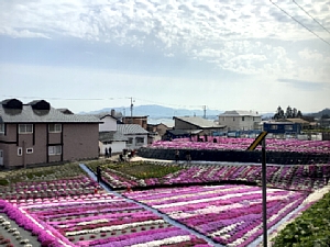 いさ鉄の車窓から見た芝桜の写真