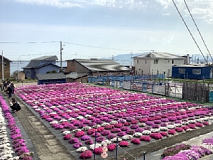 いさ鉄の車窓から見た芝桜の写真