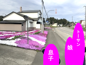 札苅の国道沿いの芝桜の写真