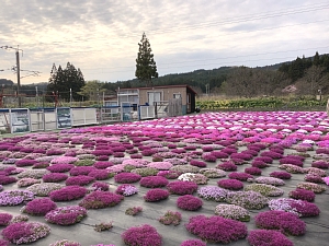 札苅村上芝桜園の写真