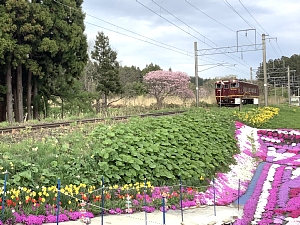 札苅村上芝桜園の裏をいさりび鉄道が走っている写真