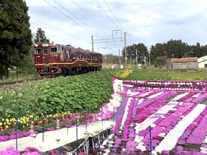 札苅村上芝桜園の裏をいさりび鉄道が走っている写真