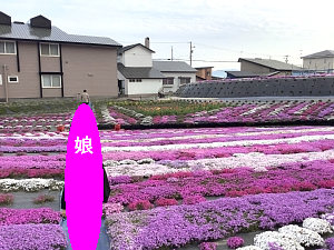 札苅村上芝桜園の写真