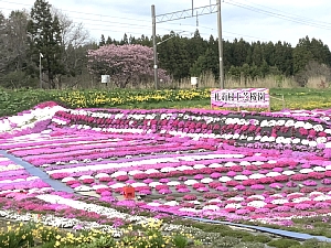 札苅村上芝桜園の写真