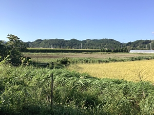 道南トロッコ鉄道の景色の写真