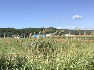 道南トロッコ鉄道の景色の写真
